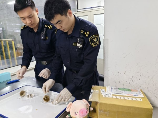 云燚网 “异宠”凶猛！去年大幅增长200%，别乱买！|申观察